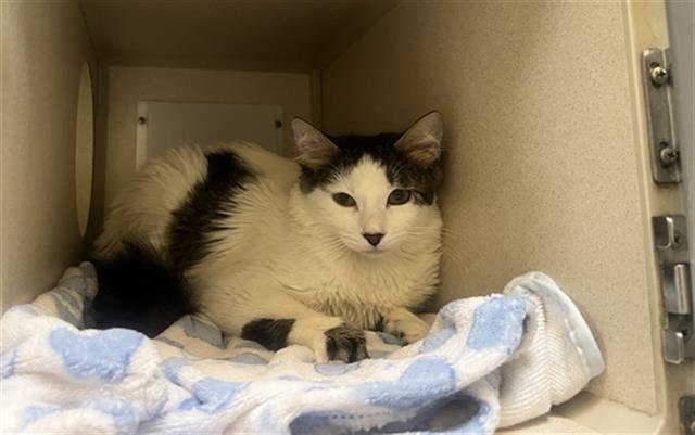 ANNIE - Domestic Medium Hair available for adoption