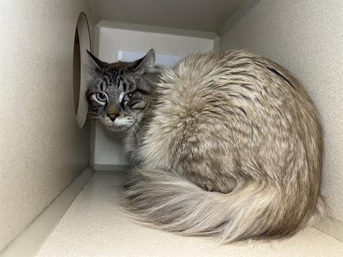 MOMO - Siamese available for adoption