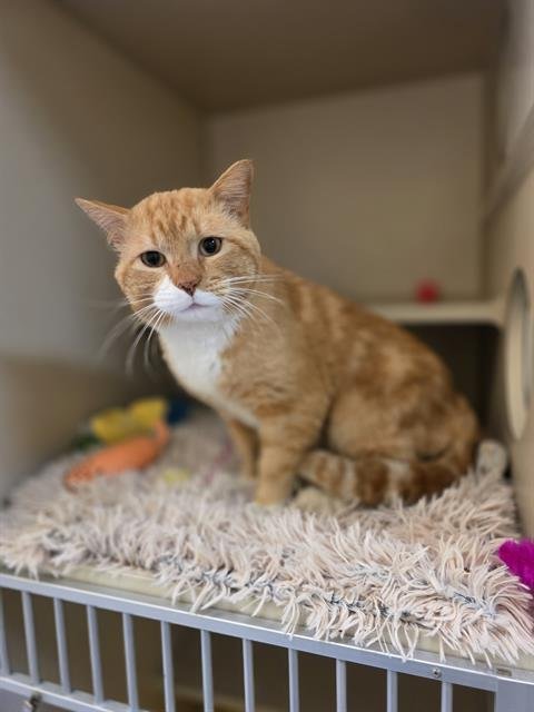 HARVEST MOON - Domestic Short Hair available for adoption