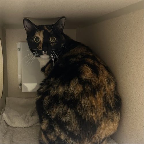 MEADOW - Domestic Short Hair available for adoption