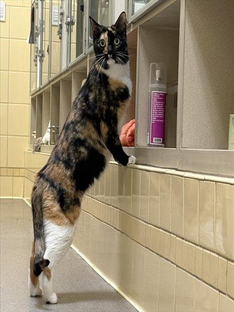 MEADOW - Domestic Short Hair available for adoption