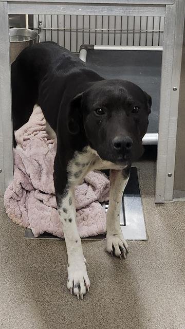 LADLE - Border Collie / American Pit Bull Terrier available for adoption