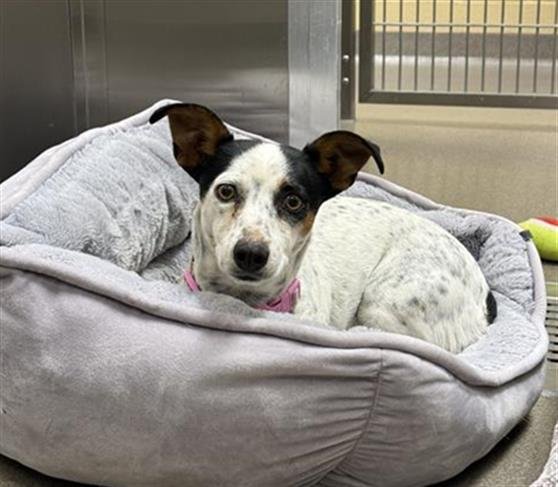 BULBASAUR - Rat Terrier available for adoption