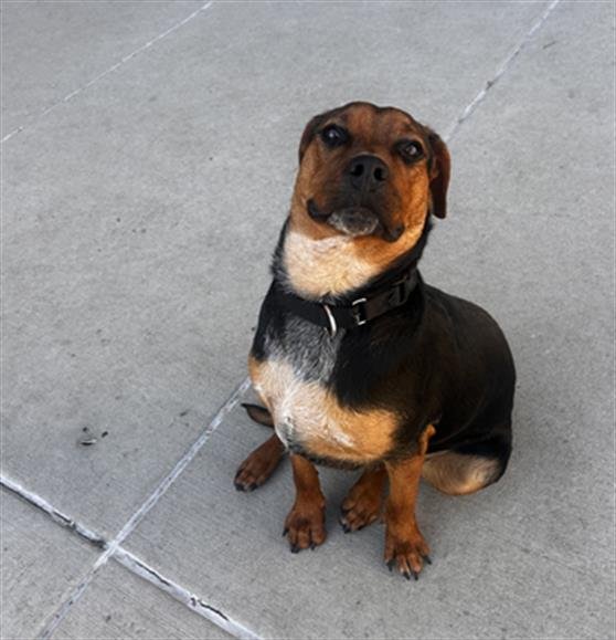 ASPEN - Beagle / German Shepherd Dog available for adoption