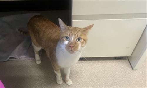 MR. FOCACCIA BOTTOM - Domestic Short Hair available for adoption