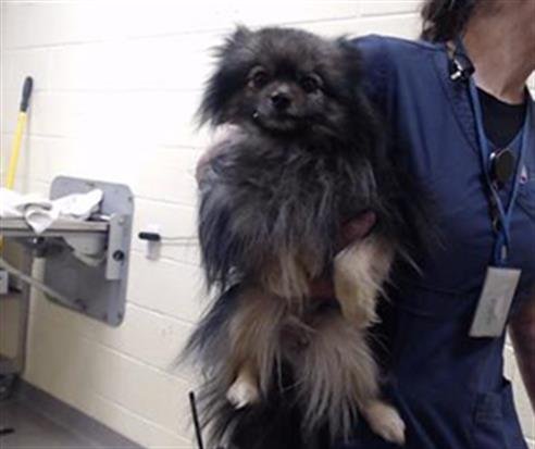 OLFY - Pomeranian available for adoption