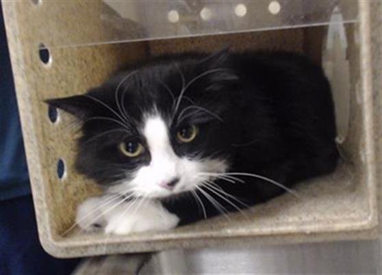 SYLVESTER - Domestic Medium Hair available for adoption