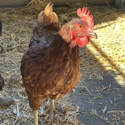EGGATHA CHRISTIE - Chicken available for adoption