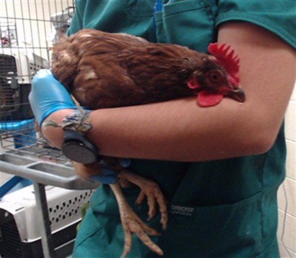 EGGATHA CHRISTIE Image