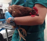 EGGATHA CHRISTIE - Photo 1
