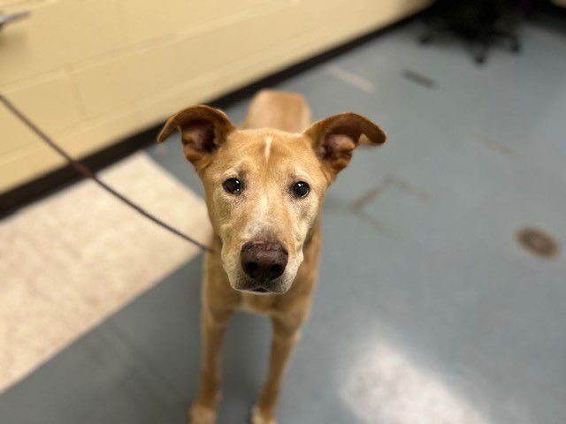 KODIAK - Labrador Retriever available for adoption