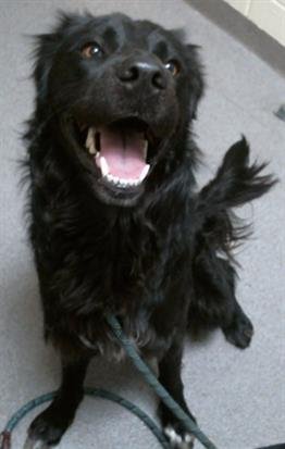 FUNYUN - Border Collie available for adoption