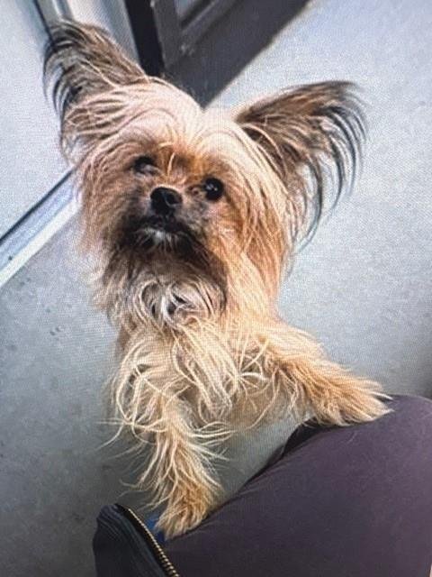 ANGEL - Yorkshire Terrier Yorkie available for adoption
