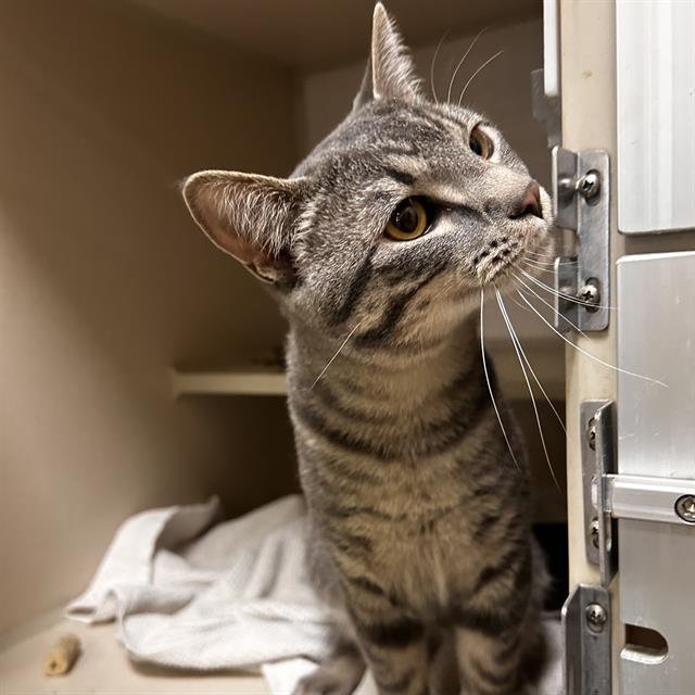 KILLUA - Domestic Short Hair available for adoption