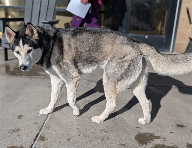 BARISTA - Siberian Husky available for adoption