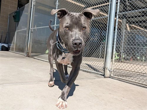 ISAAC - American Pit Bull Terrier available for adoption