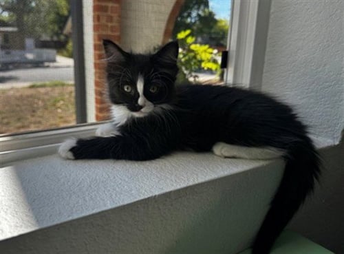 GEORGETTE - Domestic Long Hair available for adoption