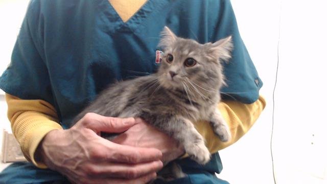 CELIEN - Domestic Medium Hair available for adoption