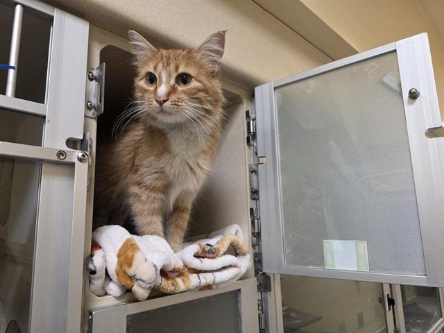 POT O' GOLD - Domestic Long Hair available for adoption