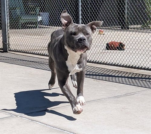 HOTMAIL - Pit Bull Terrier available for adoption