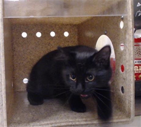 AUDREY HEPURRRN - Domestic Short Hair available for adoption