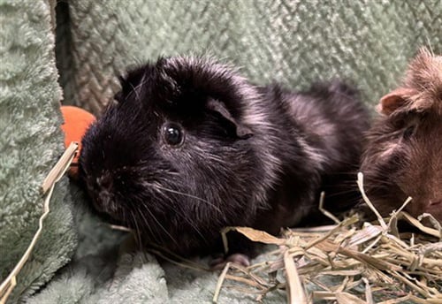 OREO - Guinea Pig available for adoption