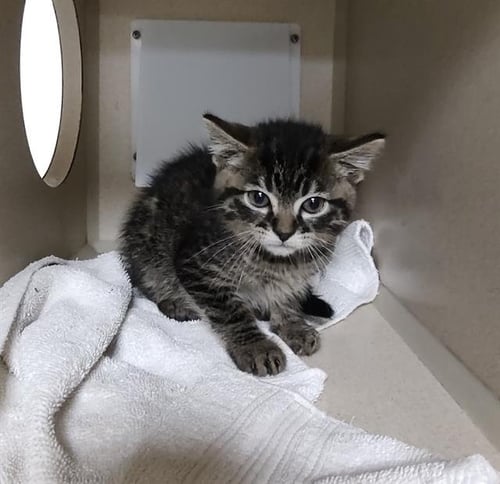 BIRCH - Domestic Short Hair available for adoption
