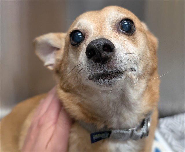 BUDDY Image