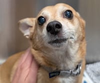 BUDDY - Photo 1