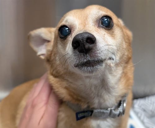 BUDDY - Chihuahua available for adoption