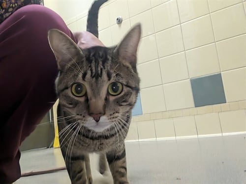 BILLIAM - Domestic Short Hair available for adoption