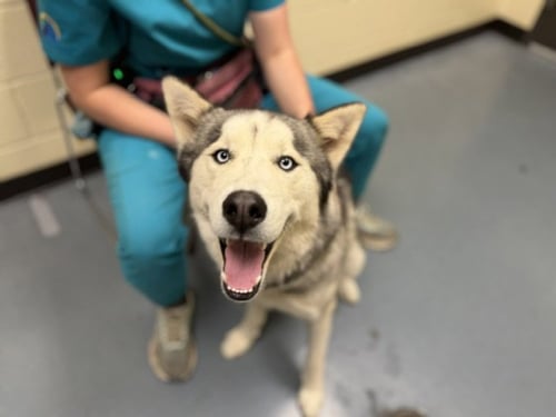 BLACKWELL - Siberian Husky available for adoption
