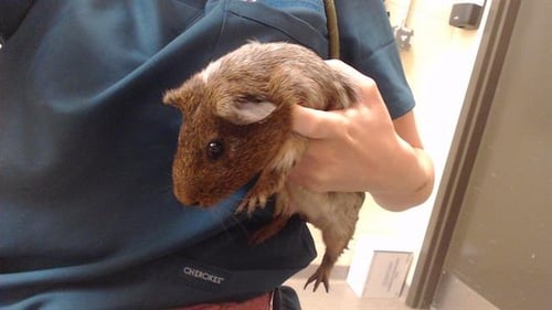 JERRY - Guinea Pig available for adoption