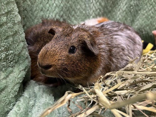 JERRY - Guinea Pig available for adoption