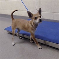 DOBY - Photo 1