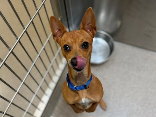 CAMPANITA - Chihuahua available for adoption