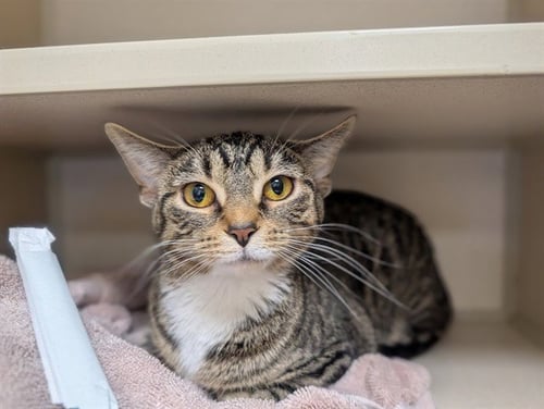 QUEEN ESMERELDA VON BISCUIT - Domestic Short Hair available for adoption