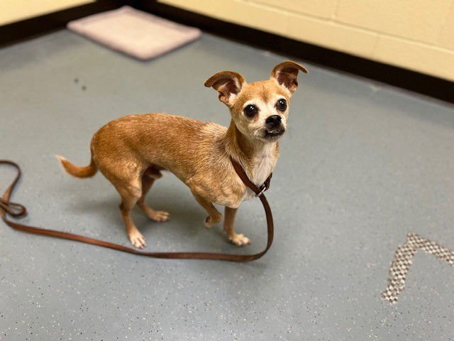 CANELO - Chihuahua available for adoption