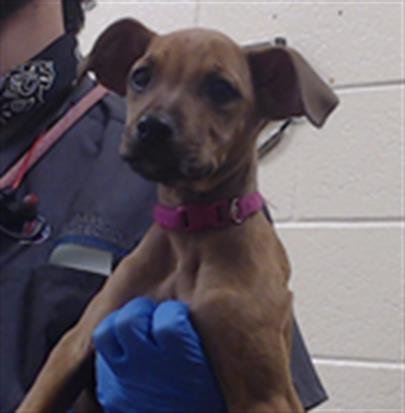 ROSIE - Rhodesian Ridgeback available for adoption