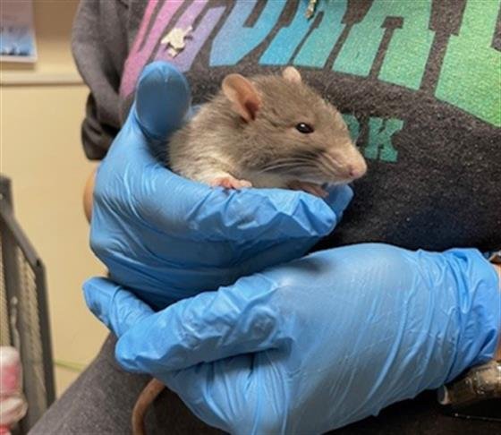 MISO - Rat available for adoption