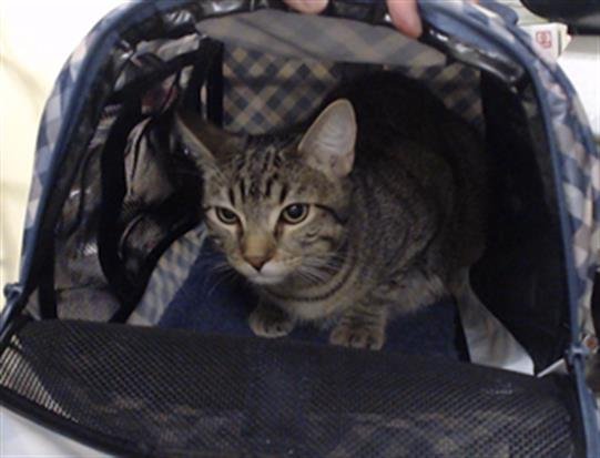 OLIVE - Domestic Short Hair available for adoption