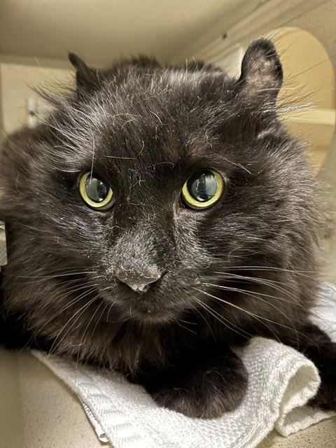 BIG BOY - Domestic Long Hair available for adoption