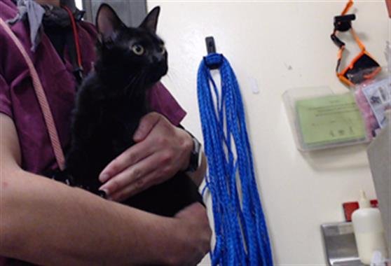 KARAI HAMATO - Domestic Short Hair available for adoption