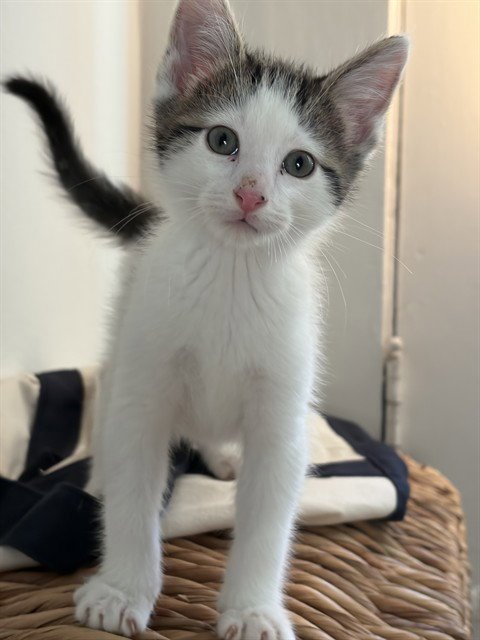 CRICKET - Domestic Short Hair available for adoption