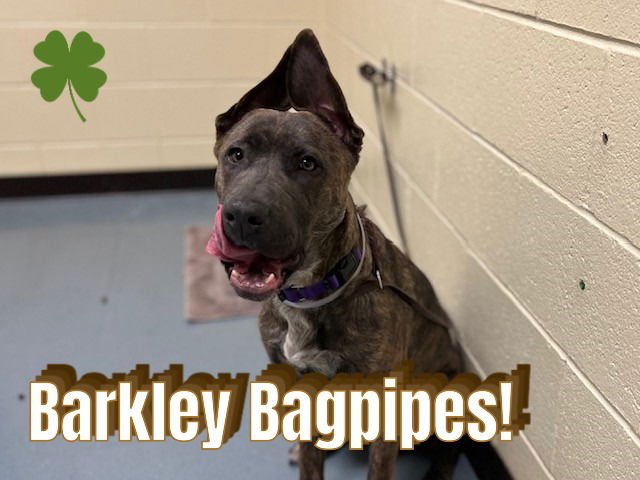 BARKLEY BAGPIPES - Plott Hound available for adoption