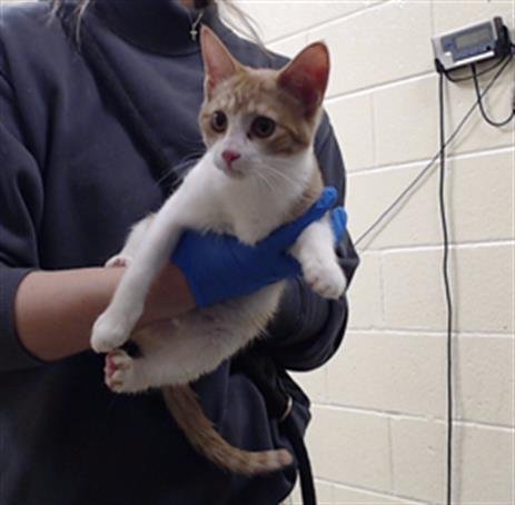 LUCY - Domestic Short Hair available for adoption