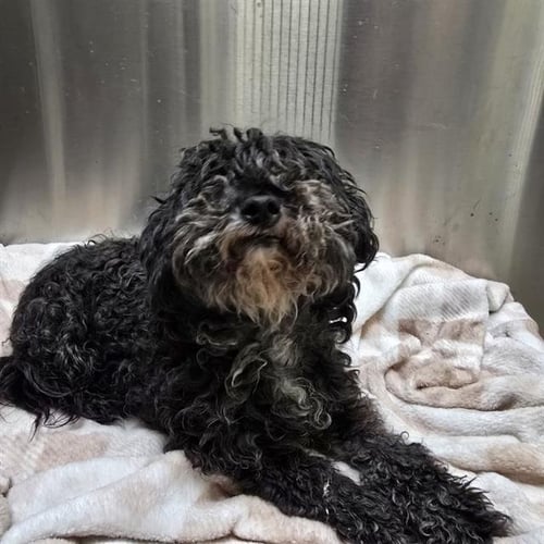 BROTHER - Poodle (Miniature) available for adoption