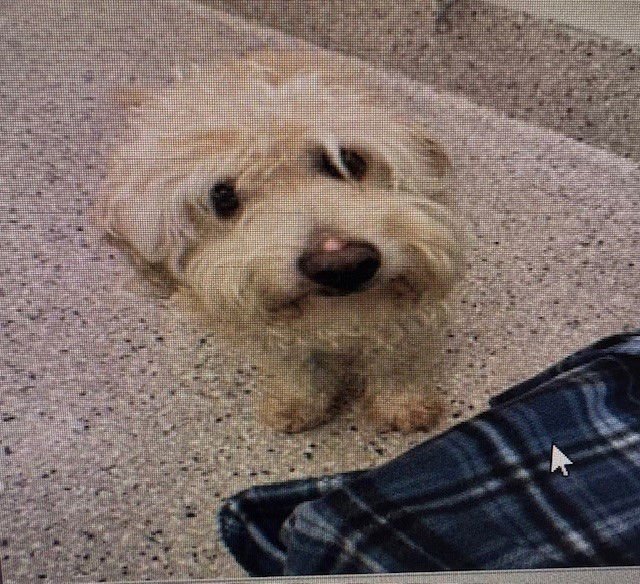 GLENN - Poodle (Miniature) available for adoption