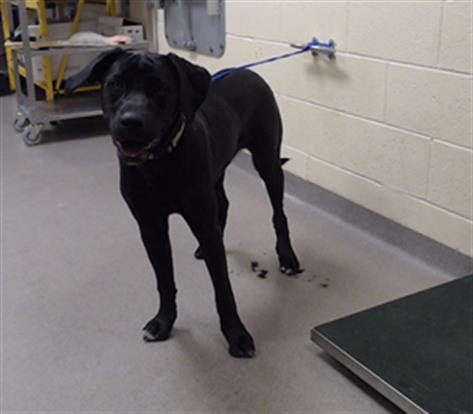 STORMIE - Labrador Retriever / Cane Corso Mastiff available for adoption