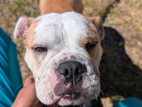 DARCY - English Bulldog available for adoption